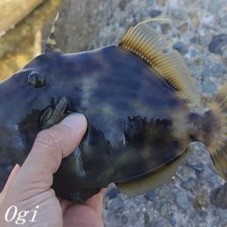 灘浜で良型カワハギを8枚ゲット！