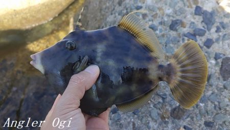 灘浜で良型カワハギを8枚ゲット！