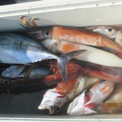 黒ムツ、するめいか、メジマグロ