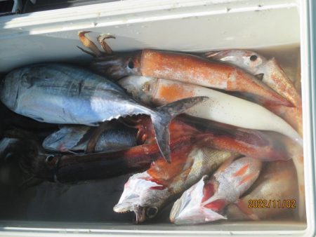 黒ムツ、するめいか、メジマグロ