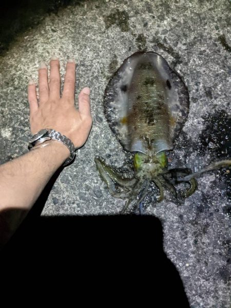 アオリイカ終盤戦