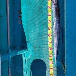 今年5~6回目?の船タチ