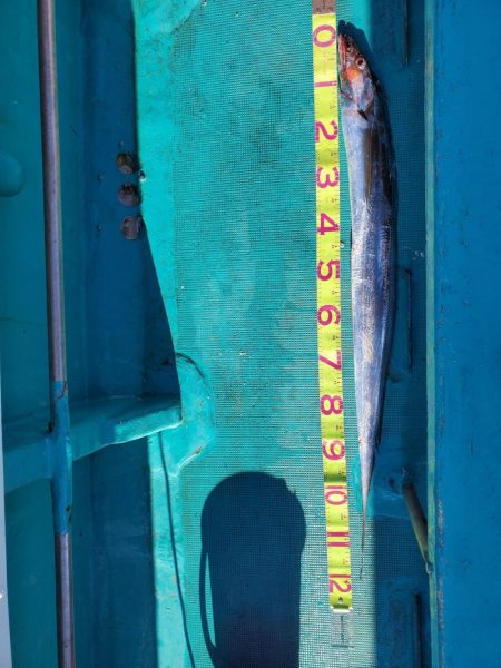 今年5~6回目?の船タチ