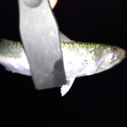 ショアジギング