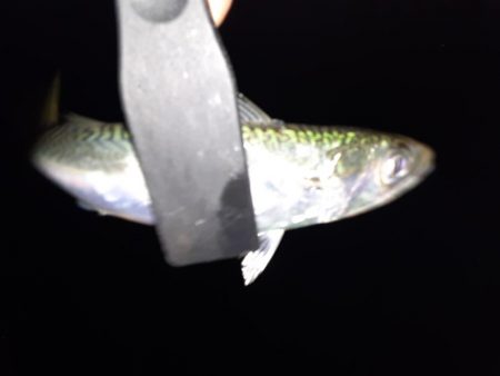 ショアジギング