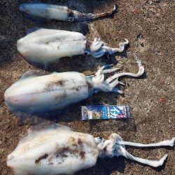 アオリイカ終盤戦2