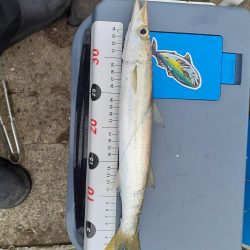 冷たい雨の釣り