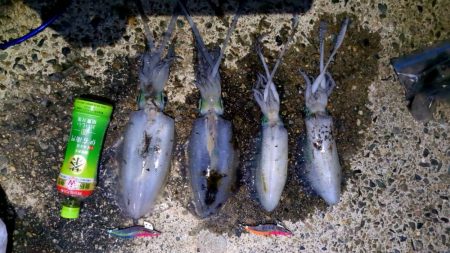 アオリイカ釣り