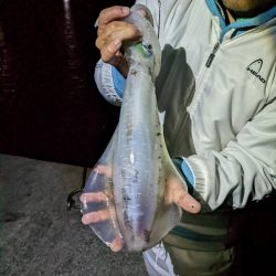 アオリイカ釣り