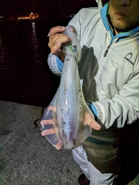 アオリイカ釣り