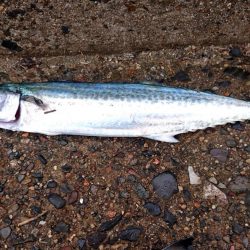 昨日の夜はアジング、今日の朝はサゴシ