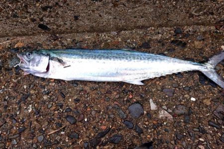 昨日の夜はアジング、今日の朝はサゴシ