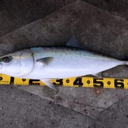 ブリにあと一歩届かず