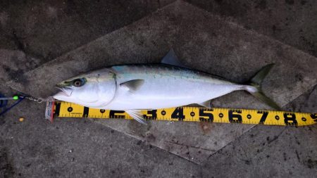 ブリにあと一歩届かず