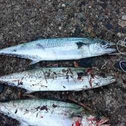 沢山釣れました