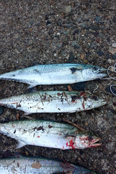 沢山釣れました