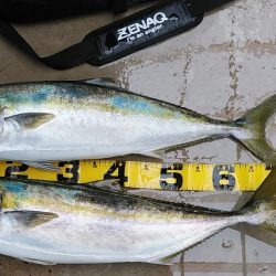 マリーナシティ青物