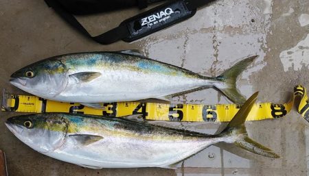 マリーナシティ青物