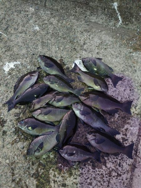 クロ釣り(畝刈)