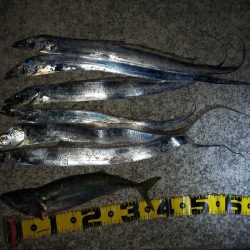 タチウオ引き釣り⑥