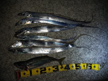 タチウオ引き釣り⑥