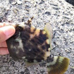 今が旬のカワハギ