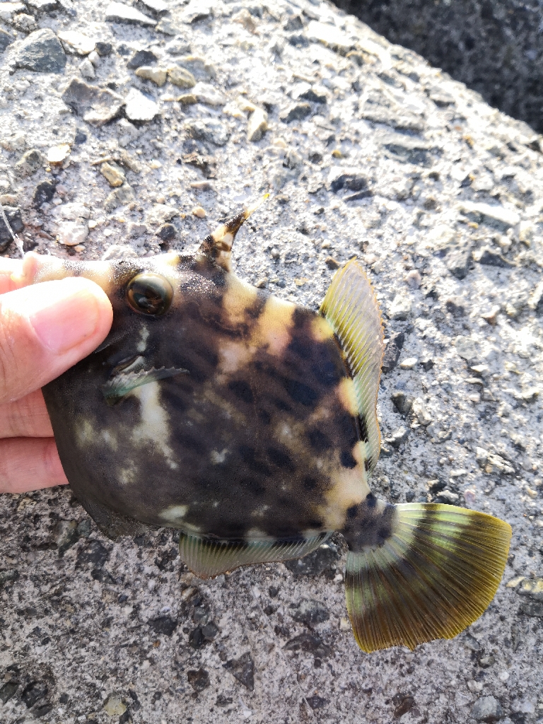 今が旬のカワハギ