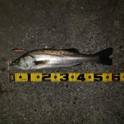 おはようスズキさん!