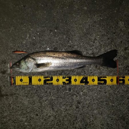 おはようスズキさん!