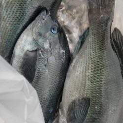 竿借りてグレ、イカは不発。