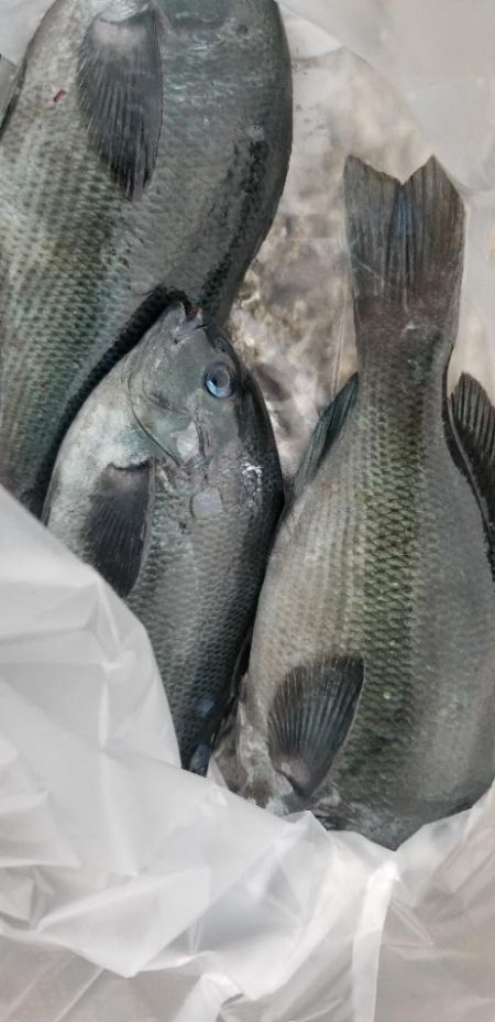 竿借りてグレ、イカは不発。