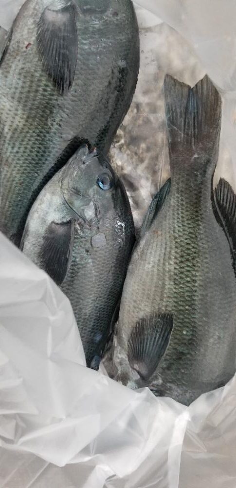 竿借りてグレ、イカは不発。