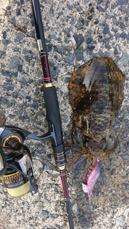 対馬エギング釣果