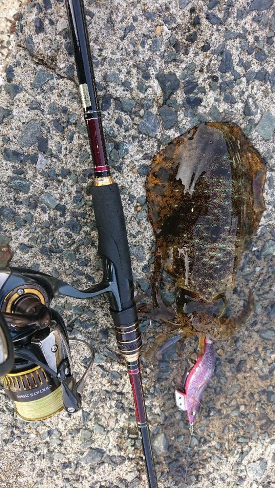 対馬エギング釣果