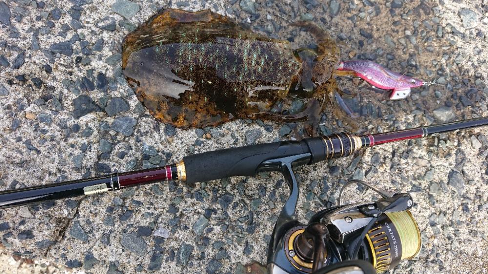 対馬エギング釣果