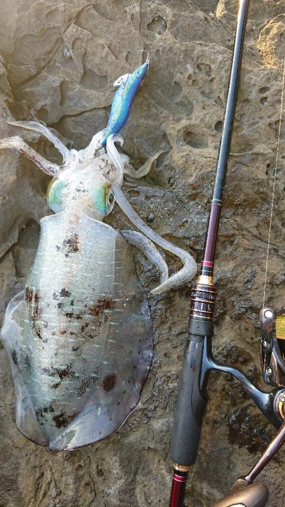 対馬エギング釣果