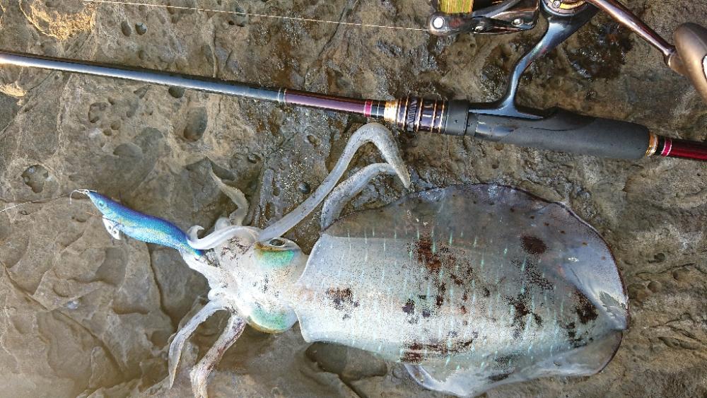 対馬エギング釣果