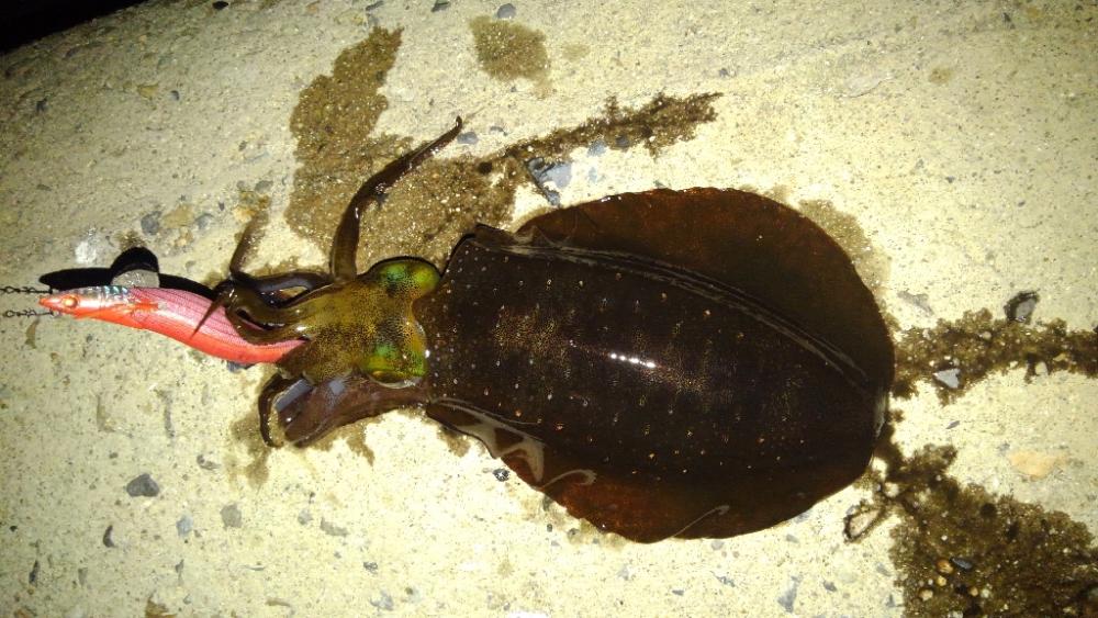 エギング