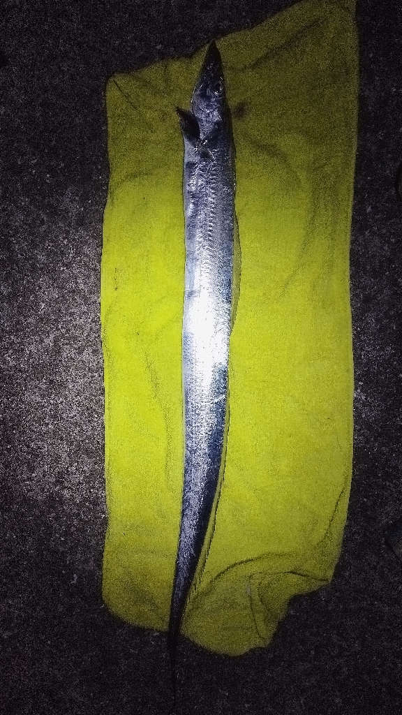 釣りと天体観測