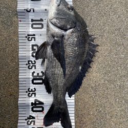 イチノ兄弟(兄)釣果!