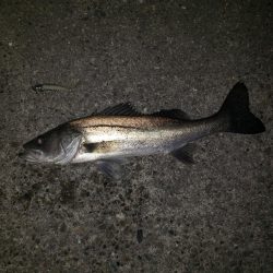 リベンジシーバス