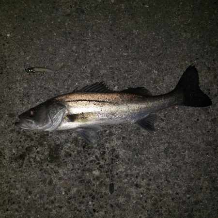 リベンジシーバス