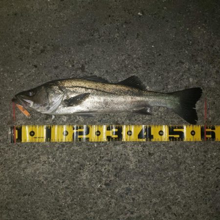 シェイキングでリアクションバイト！