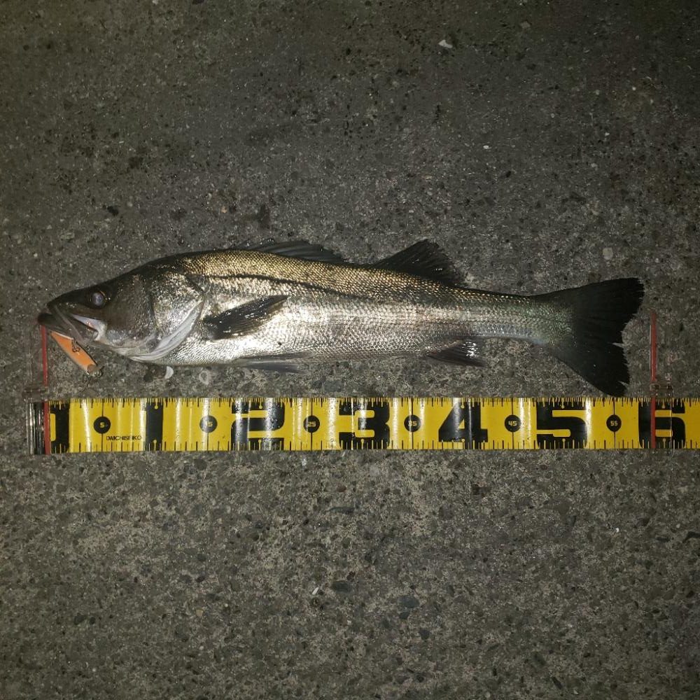 シェイキングでリアクションバイト！