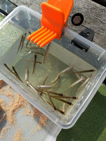 ワカサギ釣りへ☆