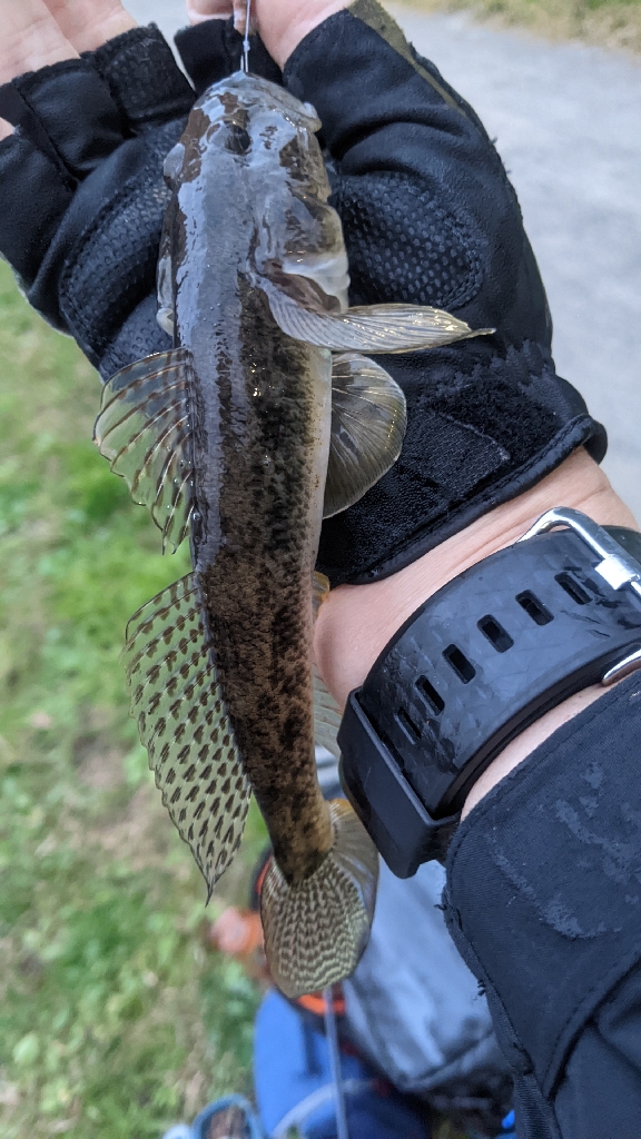 11月26日 旧中川ハゼ最強20cm！