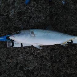 飲ませでなんとか一匹