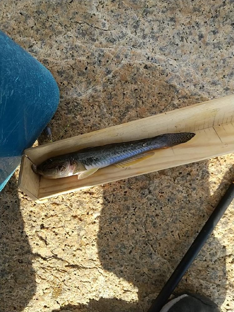 ハゼ釣り～今日も今日とて