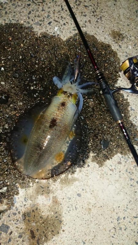 対馬エギング釣果