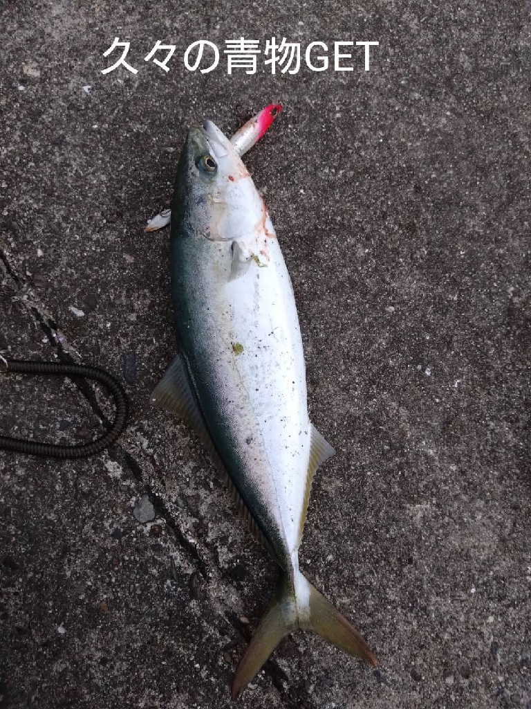 超久々の青物GET！